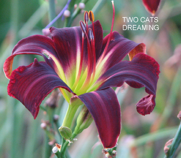 TWO CATS DREAMING